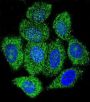 Inosine-5'-Monophosphate Dehydrogenase 1 (IMPDH1) Antibody