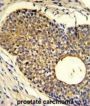 PHO1 Antibody