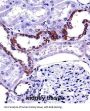 MCOLN1 Antibody