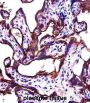 ALPPL2 Antibody