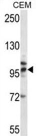TLR2 Antibody