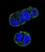 Glutamate Carboxypeptidase 2 (FOLH1) Antibody
