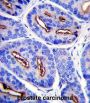 Glutamate Carboxypeptidase 2 (FOLH1) Antibody