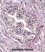 PPP4C Antibody