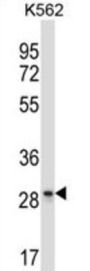 LAIR1 Antibody