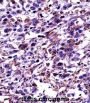 POU2F2 Antibody