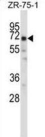 POU2F2 Antibody