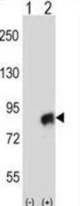Cullin 4A (CUL4A) Antibody
