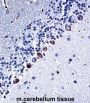 Mouse Csnk1g3 Antibody