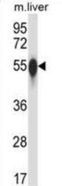 Mouse Csnk1g3 Antibody