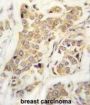 CDH8 Antibody