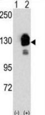 CDH8 Antibody