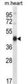 Mouse Pdk2 Antibody