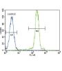 Lipoprotein Lipase (LPL) Antibody