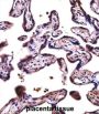 D19L4 Antibody