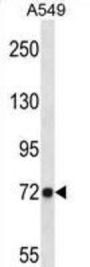 D19L4 Antibody