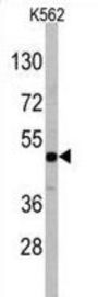 DRAGON Antibody