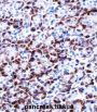 Coiled-Coil Domain Containing 50 (CCDC50) Antibody