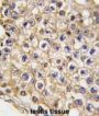 Mouse TRPV3 Antibody