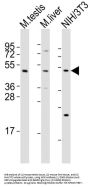 Mixed Lineage Kinase Domain-Like Protein (MLKL) Antibody