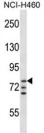 Aryl Hydrocarbon Receptor Nuclear Translocator (ARNT) Antibody