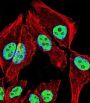 Zinc Finger Protein 207 (ZNF207) Antibody