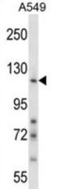 Nidogen 1/Entactin (NID1) Antibody