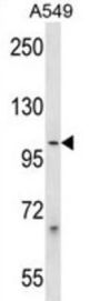 Protocadherin Beta-1 (PCDHB1) Antibody