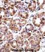 DNA Polymerase Iota (POLI) Antibody