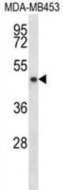 SIRT3 Antibody