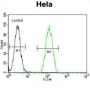 Proteasome Subunit Beta Type 8 (PSMB8) Antibody