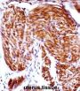 PAEP Antibody