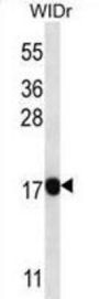PAEP Antibody