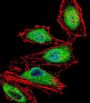RUNX3 Antibody