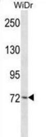 Mouse Plk3 Antibody