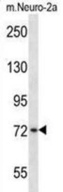Mouse Plk3 Antibody