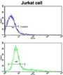 CD9 Antigen (CD9) Antibody