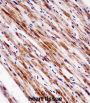Nuclear Receptor Subfamily 1 Group D Member 2 (NR1D2) Antibody