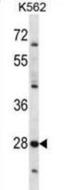 Serine Protease 27 (PRSS27) Antibody