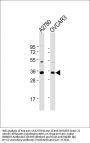 NANOG Antibody