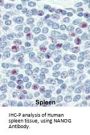 NANOG Antibody