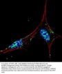 NANOG Antibody