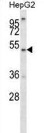 ALG11 Antibody