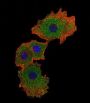 SMAD9 Antibody
