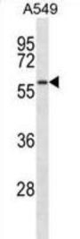 SMAD9 Antibody