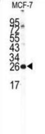 Neuronal Calcium Sensor 1 (NCS1) Antibody