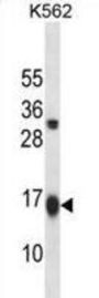 GATE16 Antibody