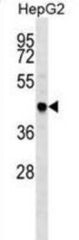 TNF Receptor-Associated Factor 4 (TRAF4) Antibody