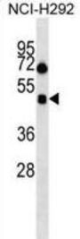 Orexin Receptor Type 1 (HCRTR1) Antibody