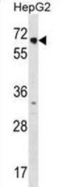 Nuclear Receptor Subfamily 2 Group C Member 1 (NR2C1) Antibody